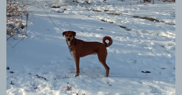 Roscoe, a Staffordshire Terrier and Golden Retriever mix tested with EmbarkVet.com