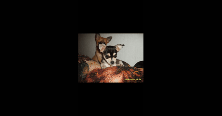 Photo of Bruce Wayne Smith, a Chihuahua, Toy Fox Terrier, and Poodle (Small) mix in Bastrop, Texas, USA
