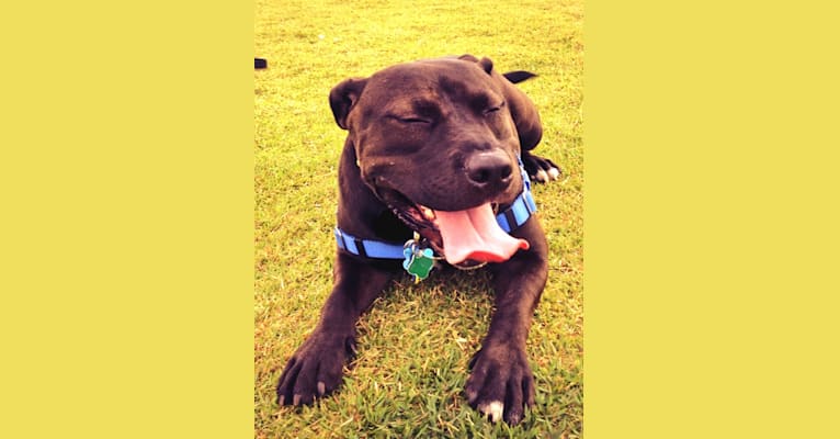 Photo of Snoop, an American Bully and Golden Retriever mix in Miami, Florida, USA