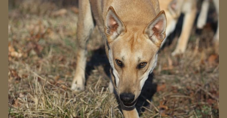 Bones, a Carolina Dog tested with EmbarkVet.com