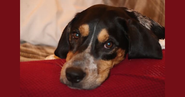 Reggie, an English Foxhound tested with EmbarkVet.com