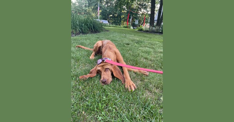 Photo of Truvy, a Bloodhound  in Merrimac, Massachusetts, USA