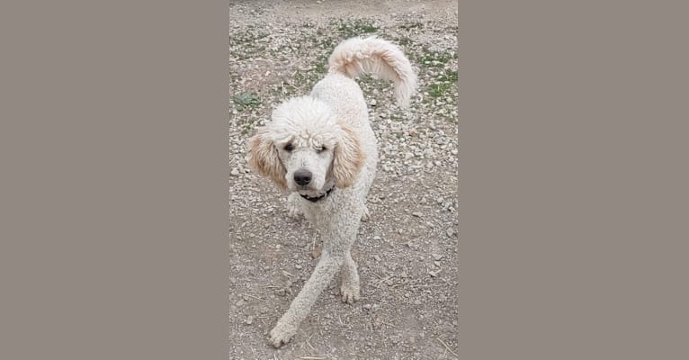 Photo of Orie, a Goldendoodle  in Peculiar, MO, USA