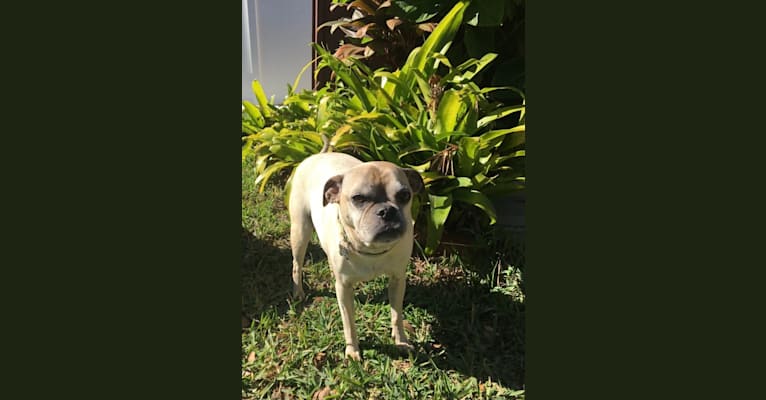 Photo of Kona, a Pug and Chihuahua mix in Sanford, FL, USA