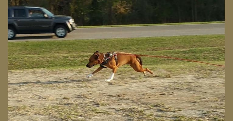 Hok'ee, a Labrador Retriever and Beagle mix tested with EmbarkVet.com