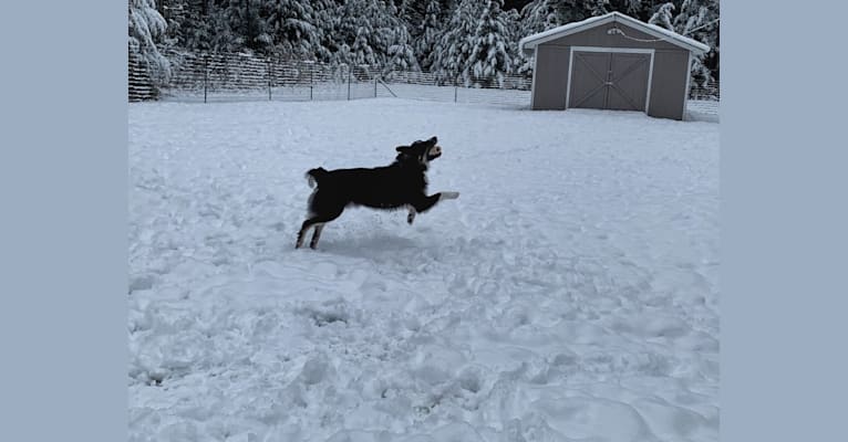 Captain Good Boy, an Australian Shepherd tested with EmbarkVet.com