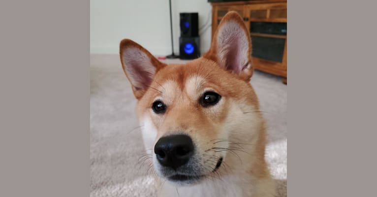 Noko, a Shiba Inu tested with EmbarkVet.com