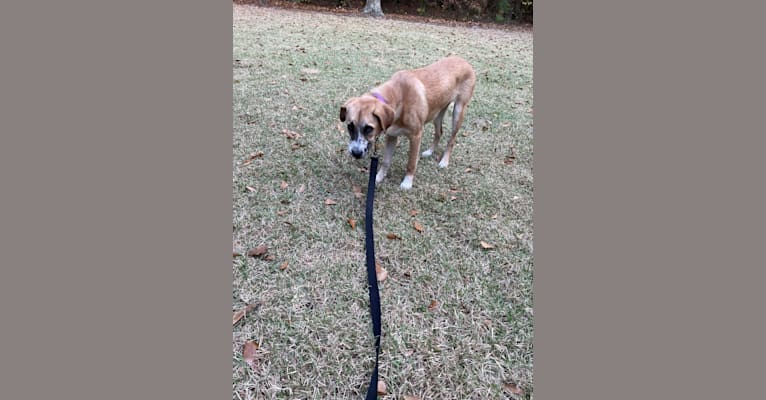 Willow, a Boxer and Australian Shepherd mix tested with EmbarkVet.com