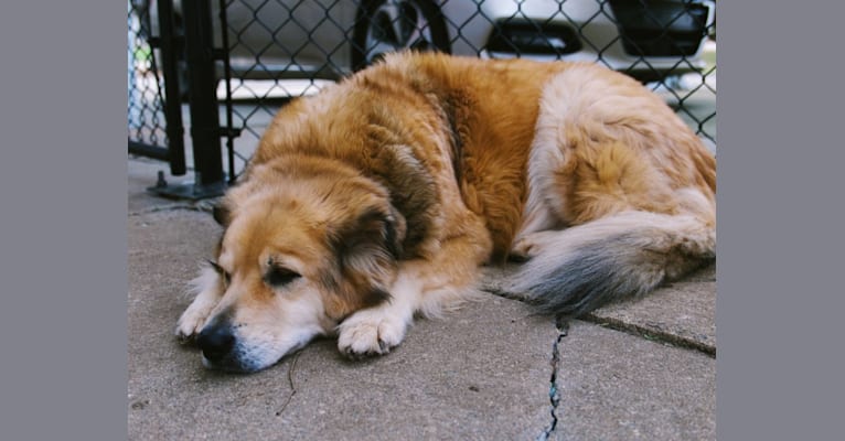 Penny, a Chow Chow and American Pit Bull Terrier mix tested with EmbarkVet.com