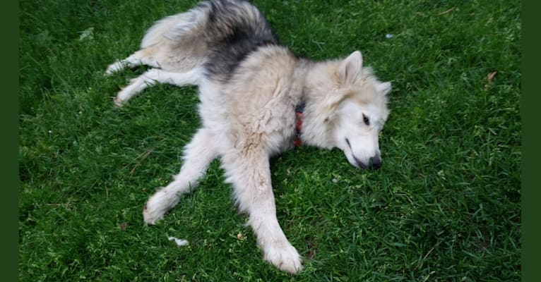 Ruby, a Siberian Husky and German Shepherd Dog mix tested with EmbarkVet.com