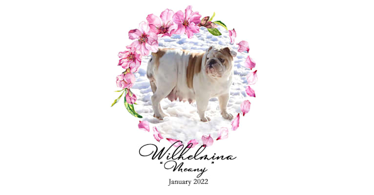 Wilhelmina, a Bulldog tested with EmbarkVet.com