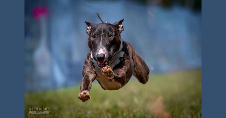 Serendipity, a Bull Terrier tested with EmbarkVet.com