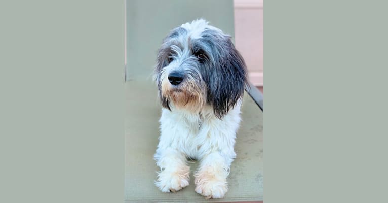Henry, a Poodle (Small) and Pomeranian mix tested with EmbarkVet.com