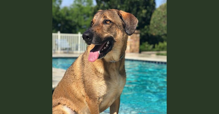 Moshe-Moo, a German Shepherd Dog and Beagle mix tested with EmbarkVet.com