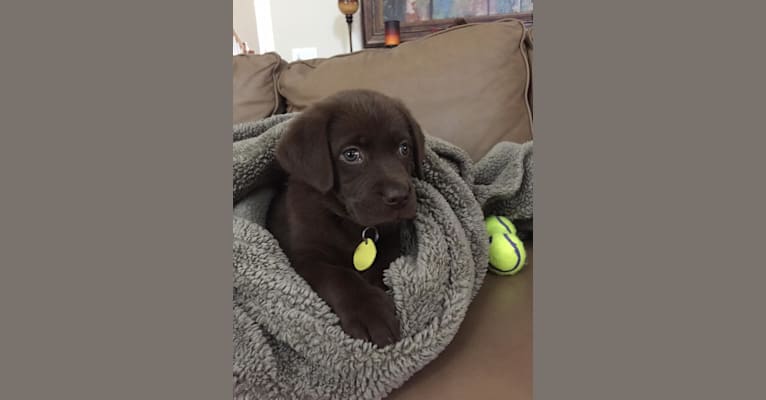 Jessie, a Labrador Retriever and German Shepherd Dog mix tested with EmbarkVet.com