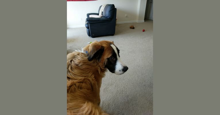 Max, a Saint Bernard and German Shepherd Dog mix tested with EmbarkVet.com