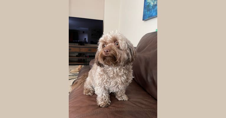 Coco, a Havanese tested with EmbarkVet.com
