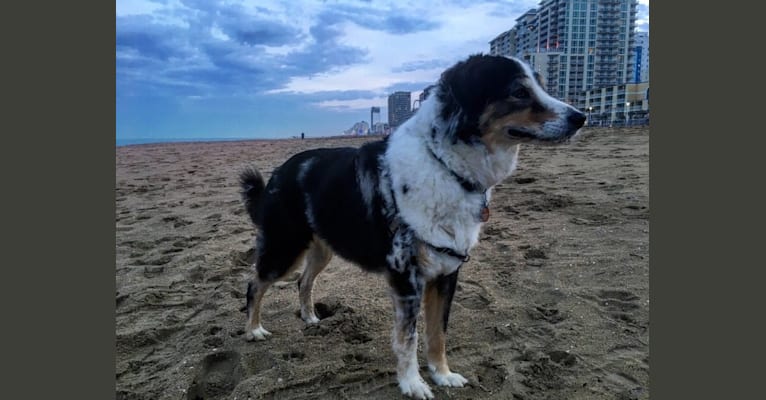 Eowyn, a Chow Chow and Collie mix tested with EmbarkVet.com