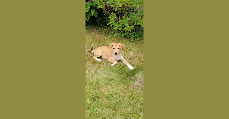 Donna, an Eastern European Village Dog tested with EmbarkVet.com