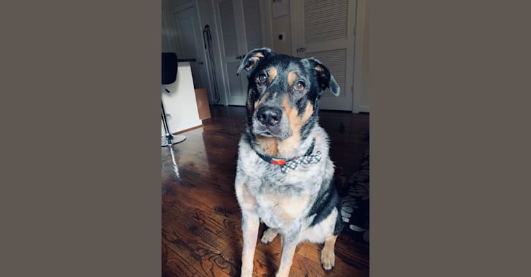 Photo of Aspen, an Australian Cattle Dog, Chow Chow, Catahoula Leopard Dog, Great Pyrenees, and American Pit Bull Terrier mix in Houston, Texas, USA