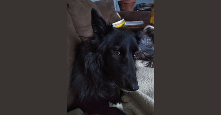 Kelly, a Border Collie and Canadian Eskimo Dog mix tested with EmbarkVet.com