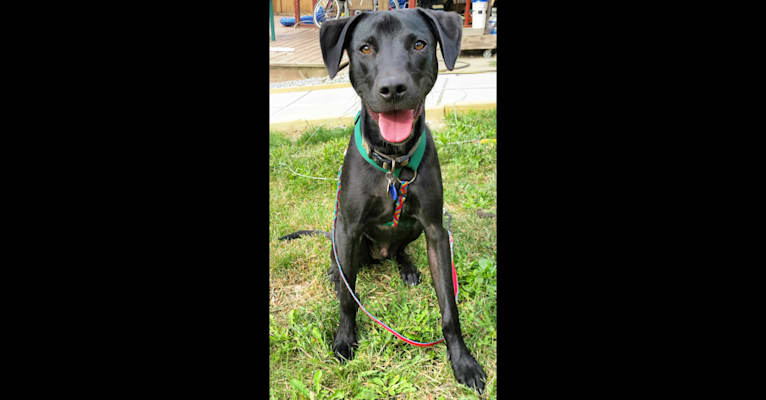 Buster, an American Pit Bull Terrier and Labrador Retriever mix tested with EmbarkVet.com