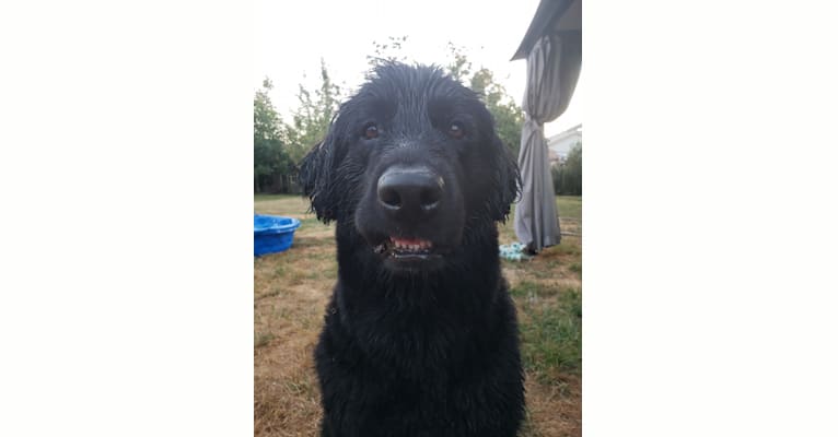 Katara, a Newfoundland tested with EmbarkVet.com