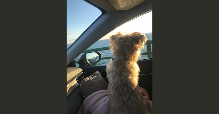 Bean, a Yorkshire Terrier and Bichon Frise mix tested with EmbarkVet.com
