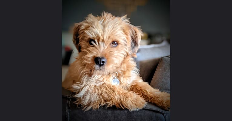 Simon LeBone, a Rottweiler and Shih Tzu mix tested with EmbarkVet.com