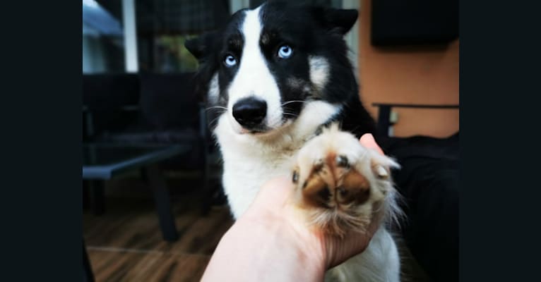 Erkeeni Kuo (Kinjia), a Yakutian Laika tested with EmbarkVet.com