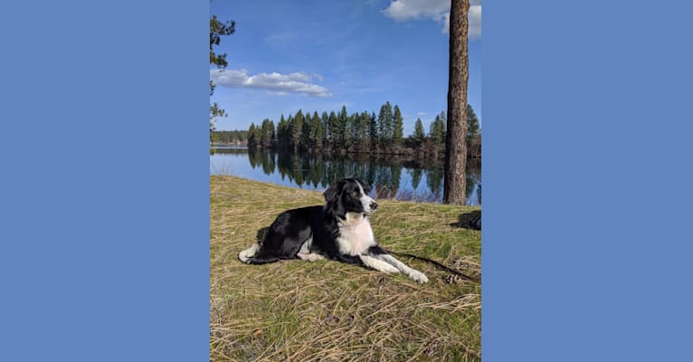 Milo, a Border Collie and McNab mix tested with EmbarkVet.com