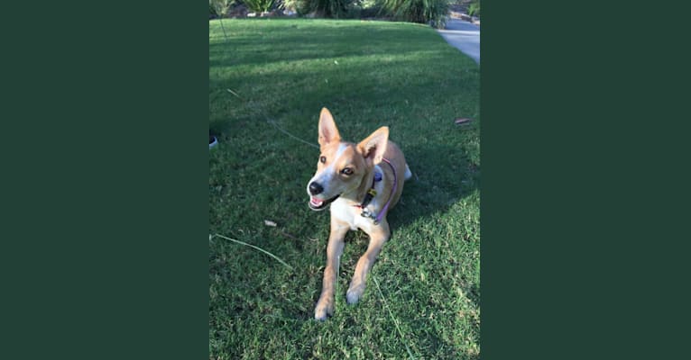 Chamonix, an Australian Cattle Dog and Australian Kelpie mix tested with EmbarkVet.com