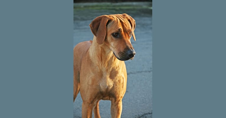 Keira, a Rhodesian Ridgeback tested with EmbarkVet.com