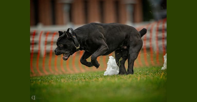 Diesel, a Cane Corso tested with EmbarkVet.com