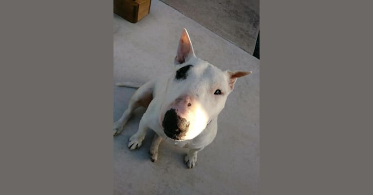 Gino, a Bull Terrier tested with EmbarkVet.com