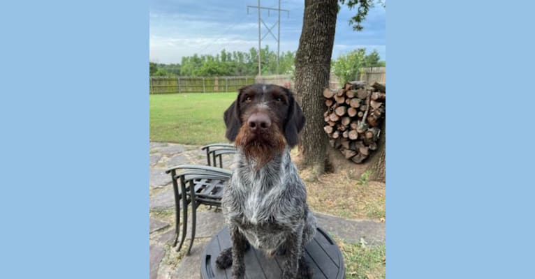 Jocko, a German Wirehaired Pointer tested with EmbarkVet.com