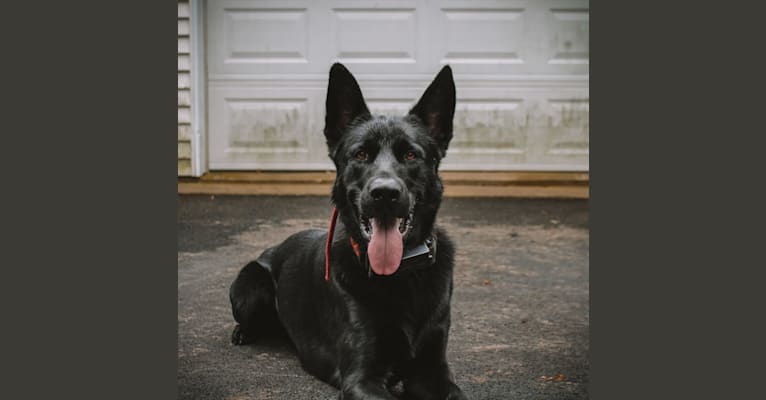 Photo of Harley, a German Shepherd Dog, Australian Shepherd, and Belgian Malinois mix in Pennsylvania, USA
