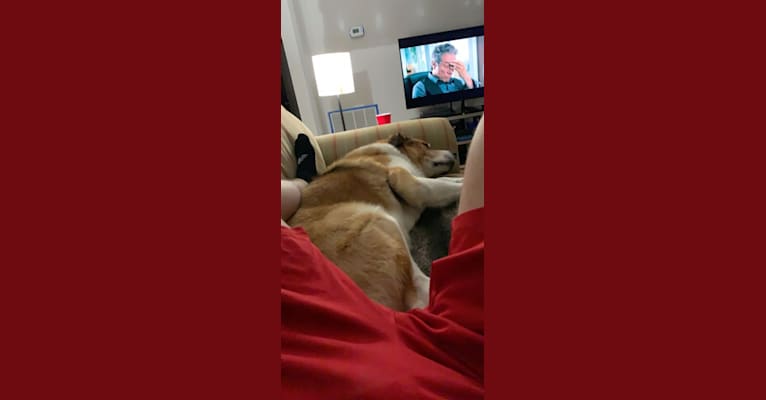 Cujo, a Great Pyrenees and Rottweiler mix tested with EmbarkVet.com