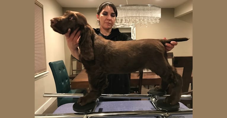 Frank, a Field Spaniel tested with EmbarkVet.com