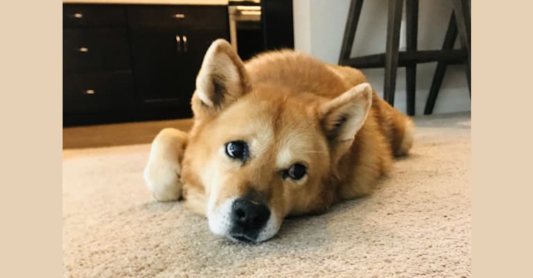 Phoebe Jean, a Jindo tested with EmbarkVet.com