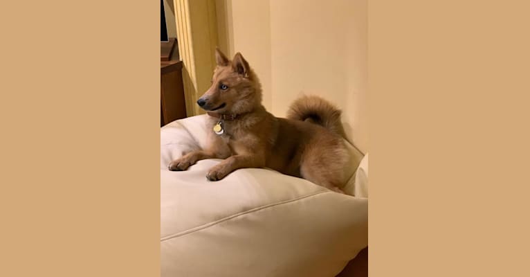 Thai, a Pomsky (7.5% unresolved) tested with EmbarkVet.com