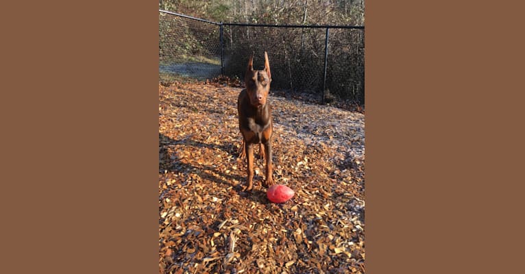 Baldr, a Doberman Pinscher tested with EmbarkVet.com