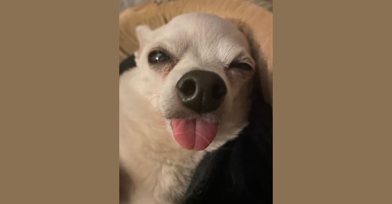 Sarah, a Chihuahua tested with EmbarkVet.com