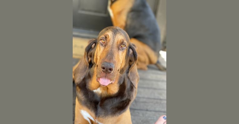 Photo of Willow Viduya, a Bloodhound  in Clear Lake, California, USA