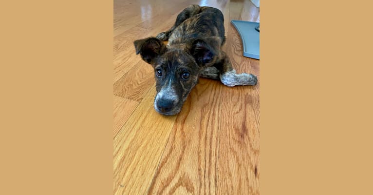 Penny, an Australian Cattle Dog and Mountain Cur mix tested with EmbarkVet.com