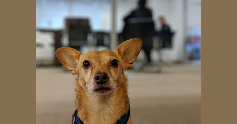 Winslow, a Chihuahua and Miniature Pinscher mix tested with EmbarkVet.com