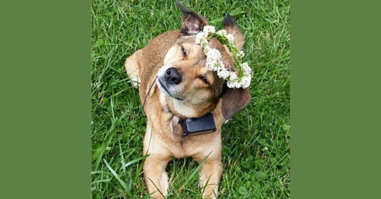 Maya, a Cocker Spaniel and American Pit Bull Terrier mix tested with EmbarkVet.com