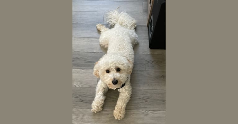 Duke, a Poodle (Small) and Maltese mix tested with EmbarkVet.com