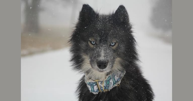 Ellie, a Siberian Husky tested with EmbarkVet.com