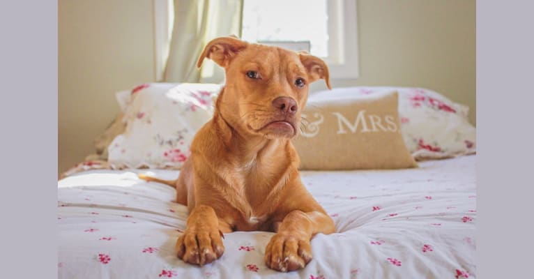 Phoebe, an American Pit Bull Terrier and Poodle (Small) mix tested with EmbarkVet.com